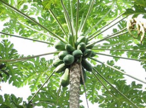 benefit-leaf-papaya