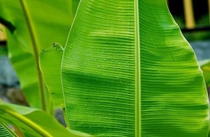 banana leaf