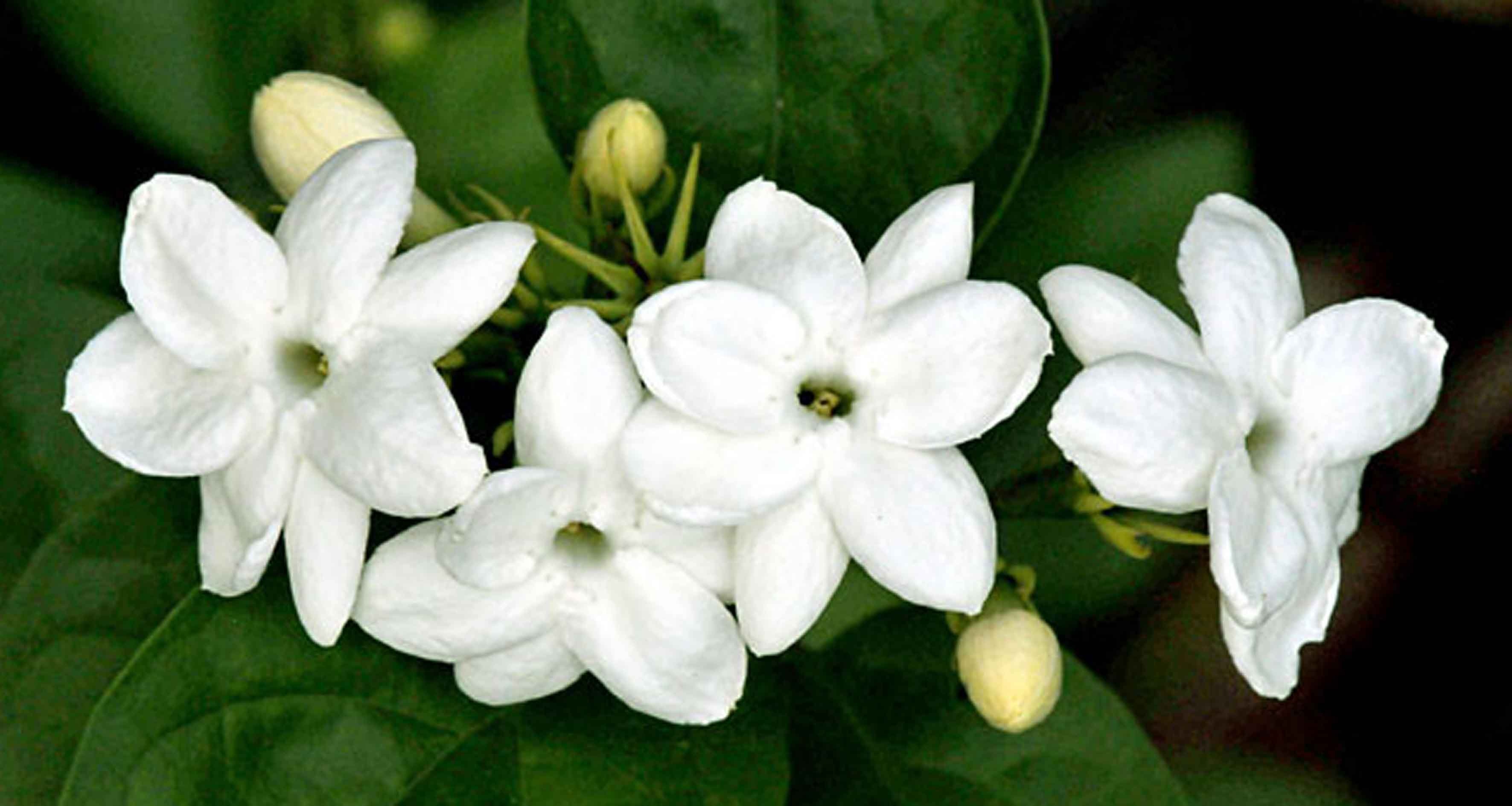 Gambar Bunga Melati Putih Gambar Top Gambartopcom