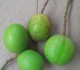 10 Manfaat Buah Bintaro untuk Bahan Baku Industri dan Rumah Tangga 