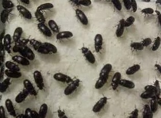Masih Mengkonsumsi Kumbang Mekah/Semut Jepang Untuk Mengatasi Diabetes ??? Baca Dampak Bahaya Fatalnya