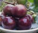 15 Manfaat Buah Plum Bagi Kesehatan 