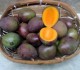 11 Manfaat Buah Kasturi untuk Kesehatan