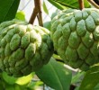 Manfaat Buah Srikaya Bagi Kesehatan