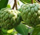 Manfaat Buah Srikaya Bagi Kesehatan 