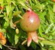 13 Manfaat Daun Delima untuk Kesehatan