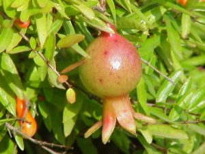 manfaat daun delima