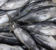10 Manfaat Ikan Tongkol Bagi Kesehatan