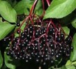 8 Manfaat Buah Elderberry untuk Kesehatan