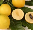 6 Manfaat Buah Abiu untuk Kesehatan Tubuh