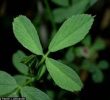 9 Manfaat Daun Alfalfa untuk Kesehatan