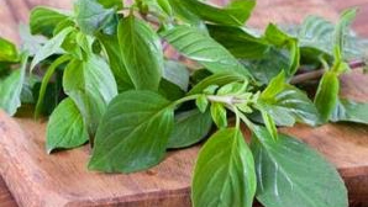 100 Gambar Daun Mint Dan Bunganya HD Paling Baru 100 Gambar Daun Mint Dan Bunganya HD Paling Baru