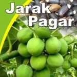 jarak pagar