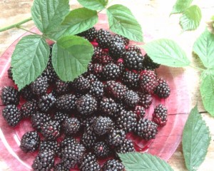 manfaat-buah-blackberry