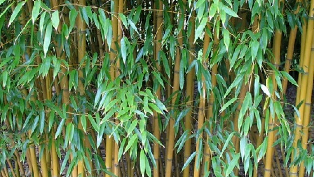 Jenis-Jenis Bambu Untuk Kerajinan Tangan