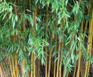 daun bambu kuning