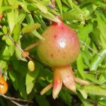 pomegranate leaf benefits