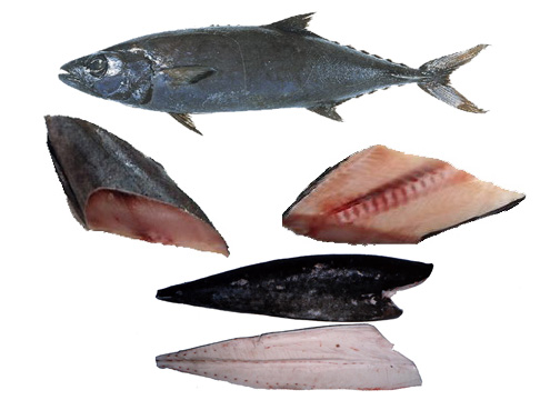 7 jenis ikan