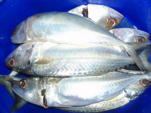 mackerel benefits
