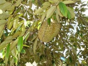 daun durian