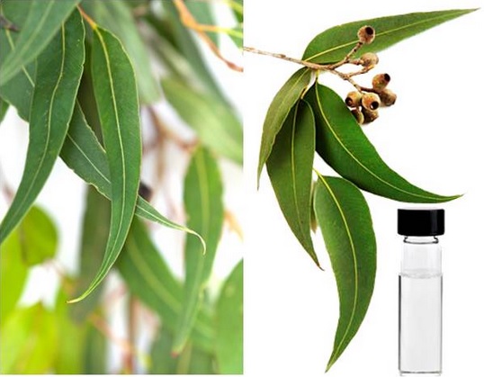 13 Manfaat Eucalyptus Kehidupan Kesehatan Manfaat Co Id