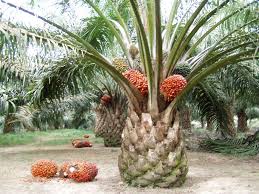 manfaat kelapa sawit