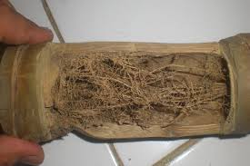 manfaat serat bambu