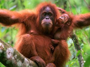 manfaat orangutan