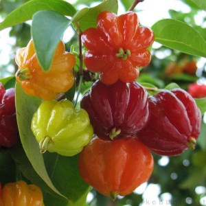 benefits of Dewa Ndaru fruit