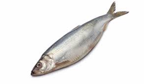 manfaat-ikan-herring