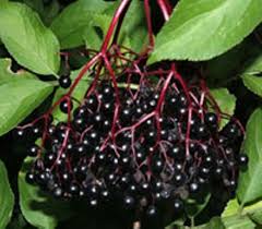 Elderberry fruit benefits