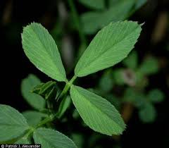benefits of alfalfa leaves