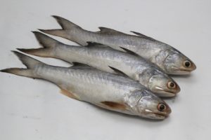 Ikan Senangin