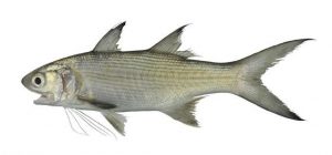 Ikan kuro