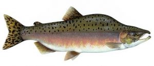 ikan salmon chum