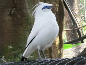 6 Manfaat Burung Jalak Bali Untuk Psikis dan Mental - Manfaat.co.id