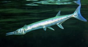 Ikan cendro