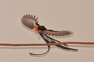 Index Of Wp Content Uploads 2017 11