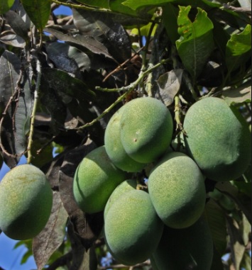 12 Manfaat Buah Limus untuk Menjaga Kesehatan - Manfaat.co.id