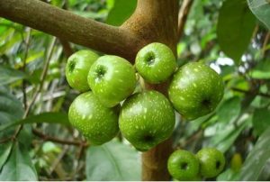 manfaat buah loa