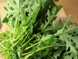 Manfaat Daun Pepaya Gantung
