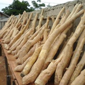 Manfaat pasak bumi untuk diabetes