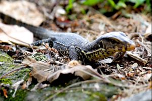 5 Manfaat Daging Biawak untuk Pria