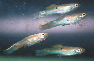 7 Manfaat Ikan Guppy untuk Murai Batu yang Tinggi Protein tapi Ekonomis