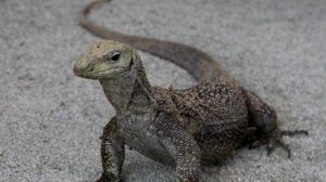 8 Manfaat Daging Nyambek – Kuliner Ekstrim dan Berbahaya