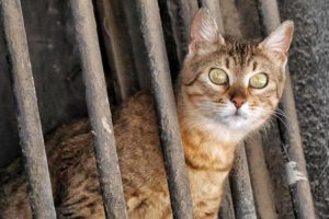 5 Manfaat Daging Kucing yang Mengejutkan